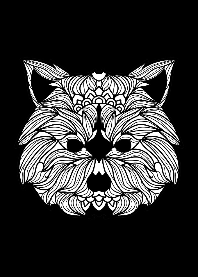 Raccoon