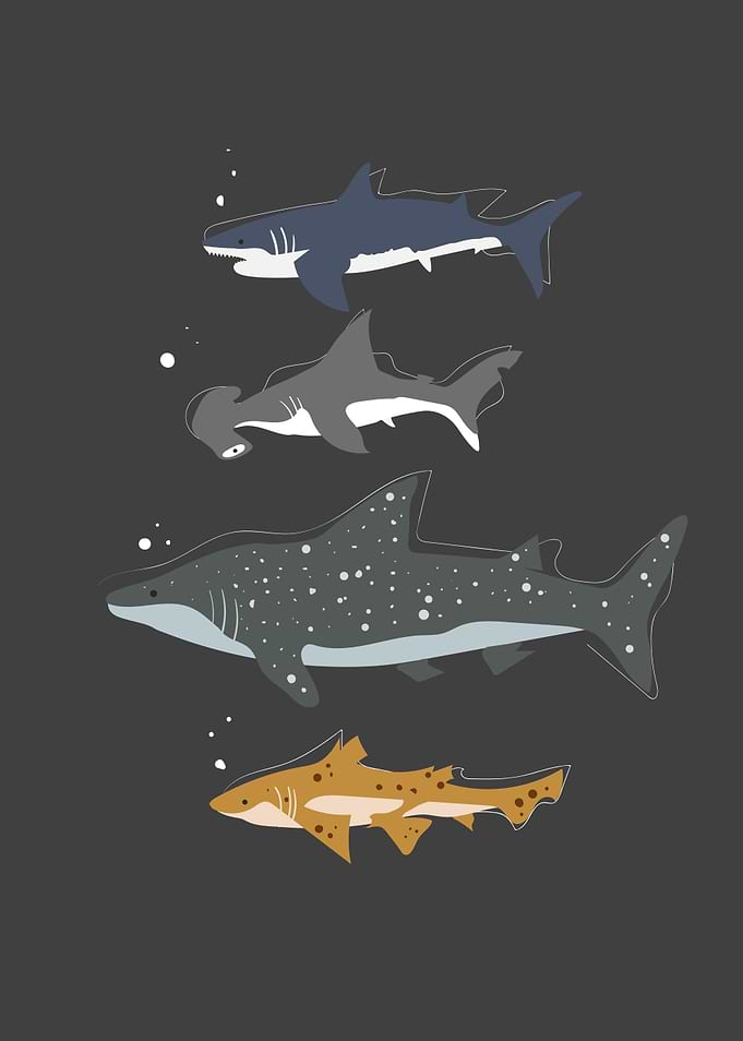 Different Shark Species