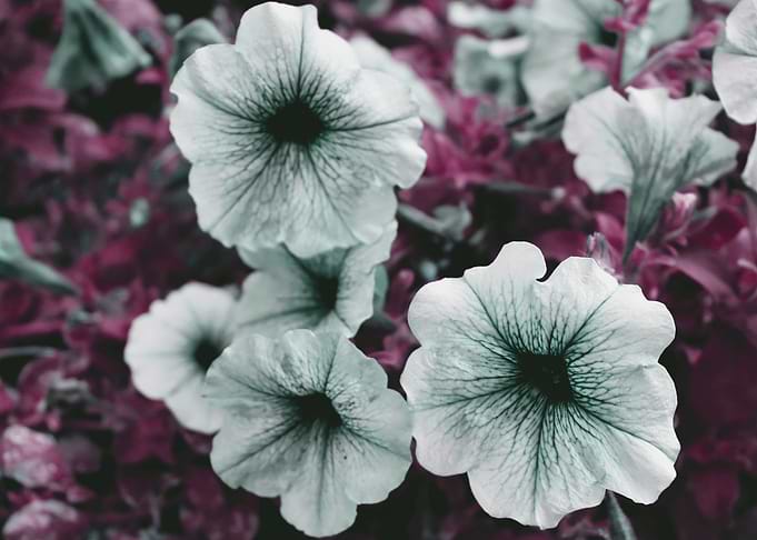 Colorful flowers