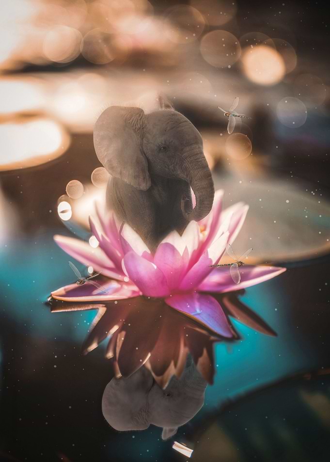 Baby Elephant Water Lily