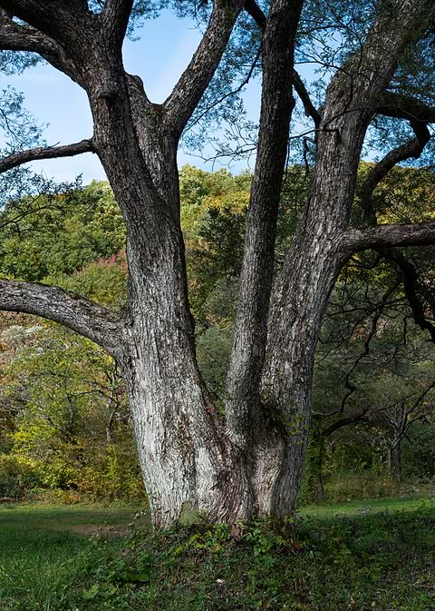 The majestic tree