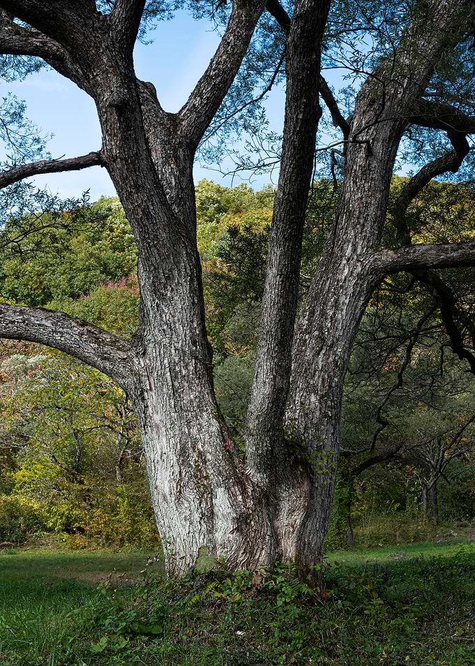 The majestic tree