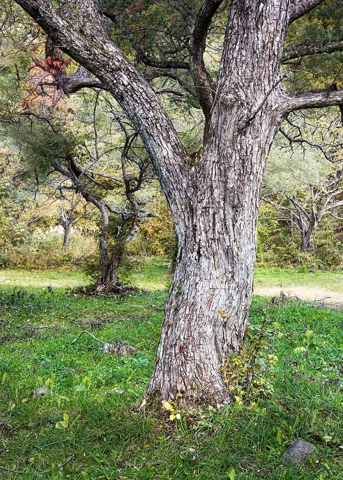 The majestic tree