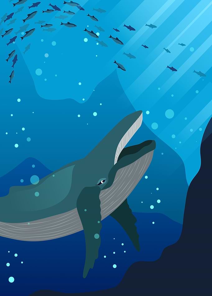 Whale