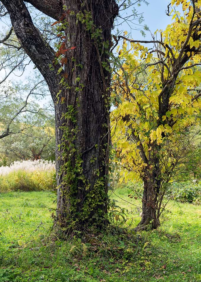 The majestic tree