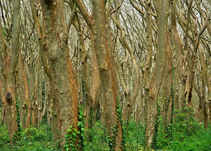 Mystic trees 02
