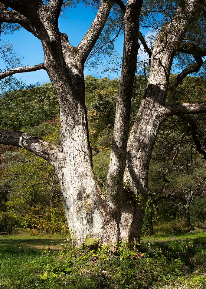 The majestic tree