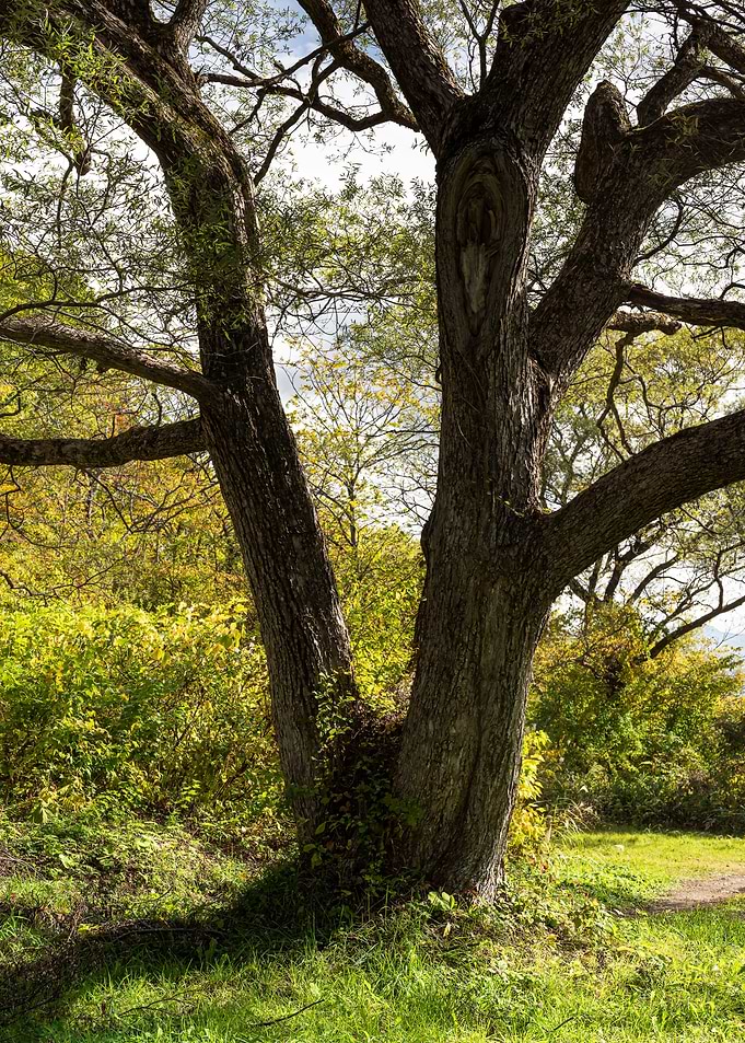 The majestic tree