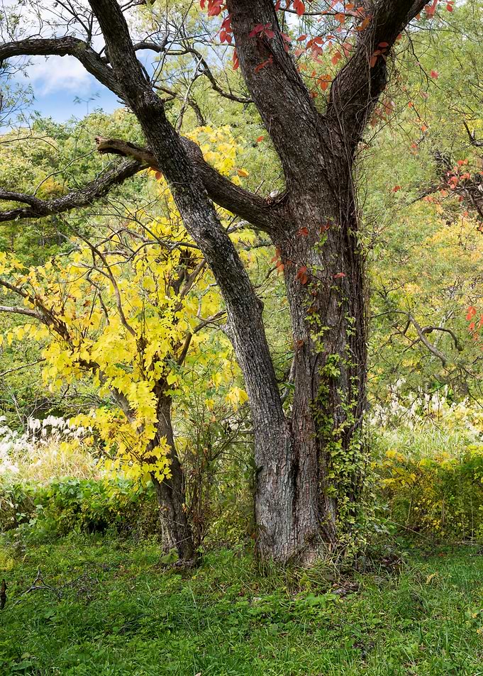 The majestic tree