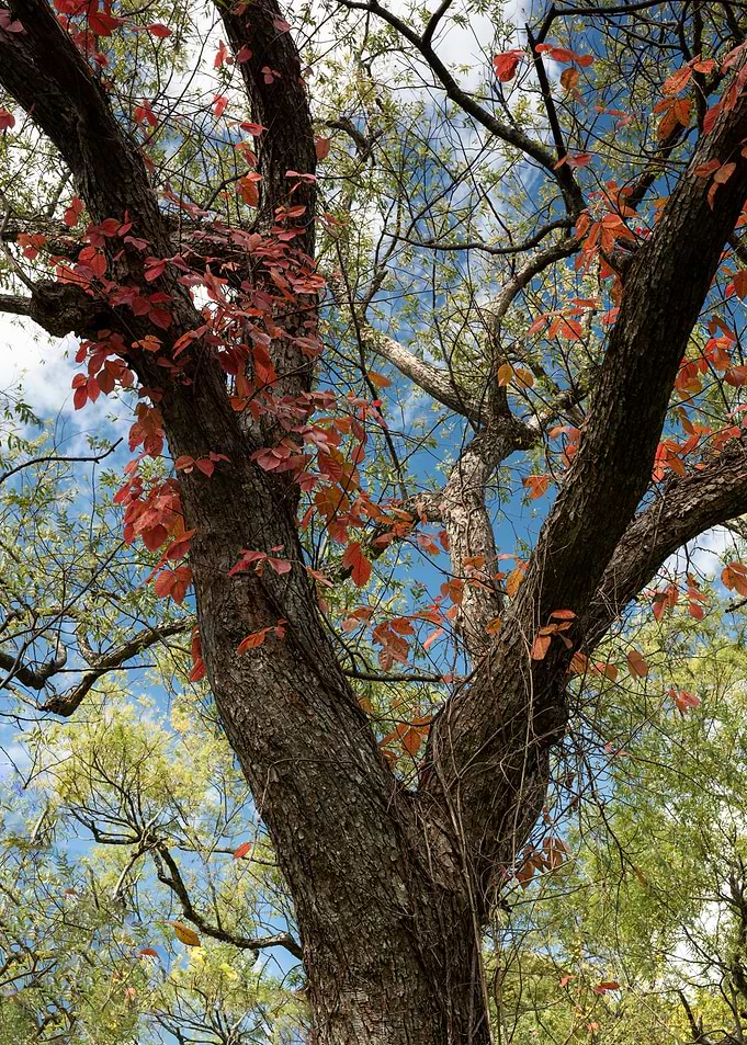 The majestic tree