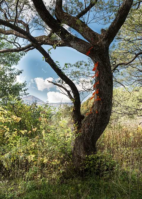 The majestic tree