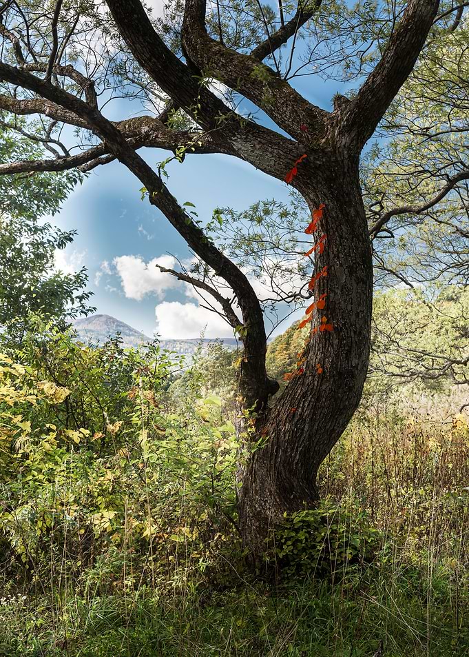 The majestic tree