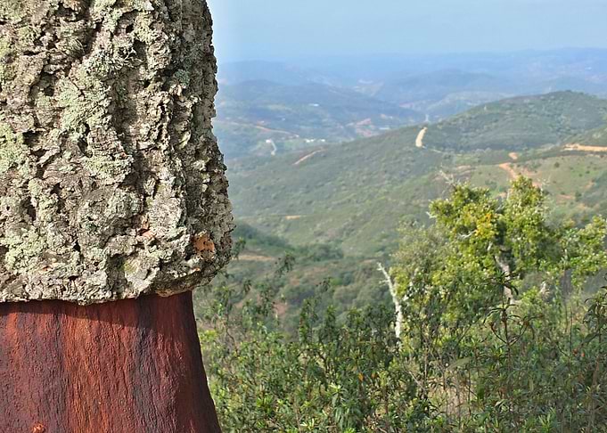 Cork Tree in Portugal 01