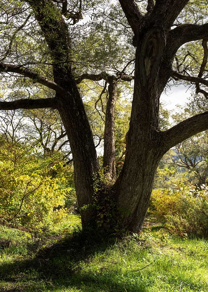 The majestic tree