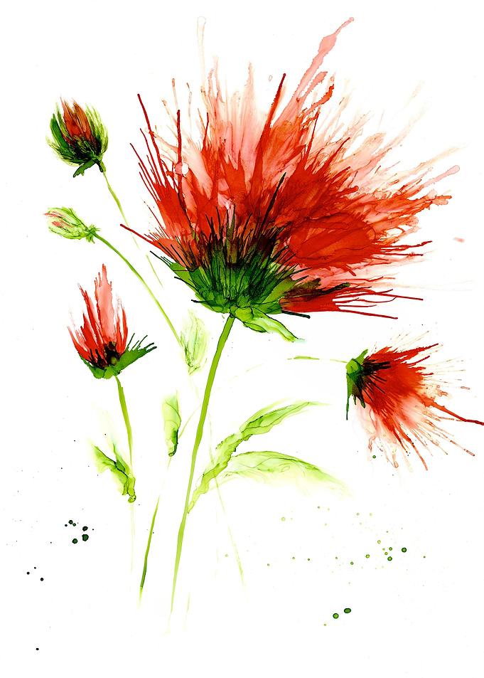 Cobweb Thistle