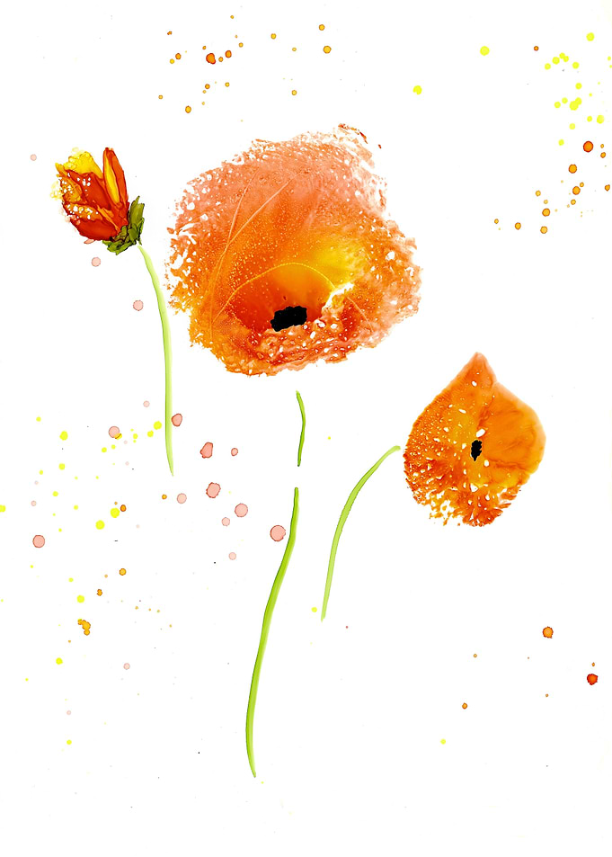 Poppies