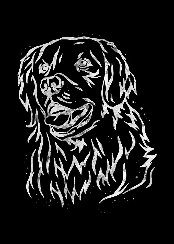 Golden Retriever dog
