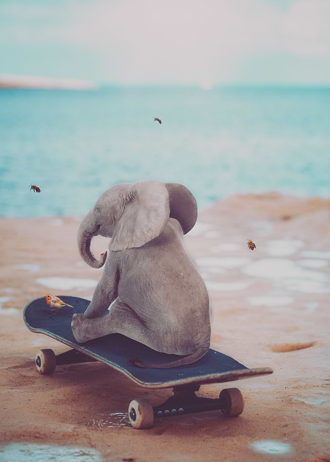 Baby elephant skateboard
