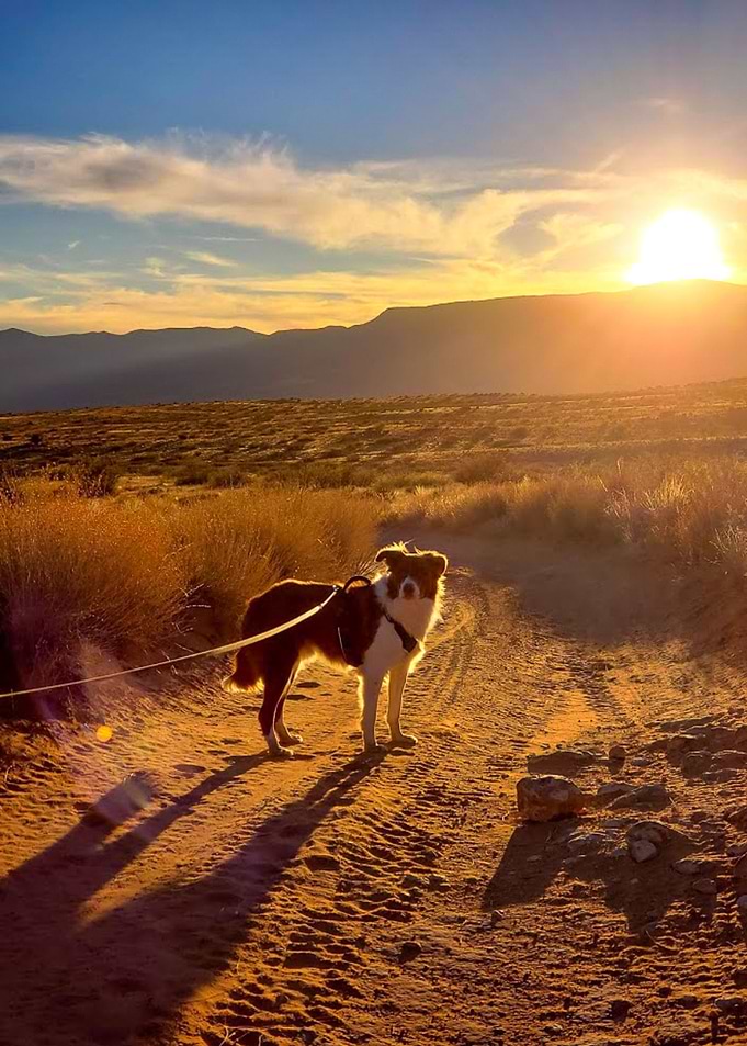 Doggy Adventures