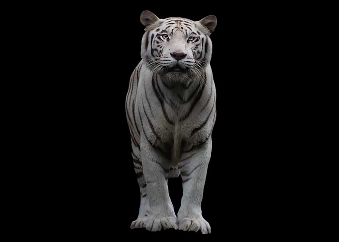 Tiger man gift
