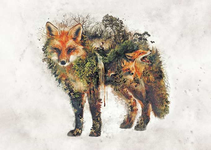 Red Fox