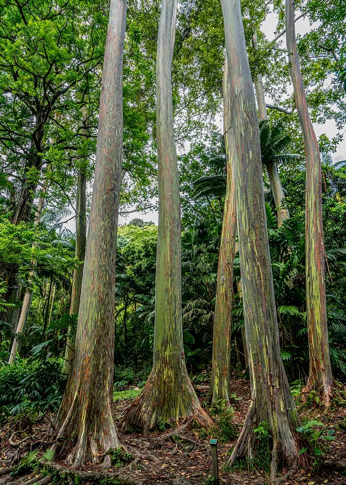 Rainbow Trees Hawaii