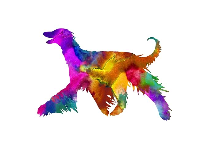 Afghan Hound