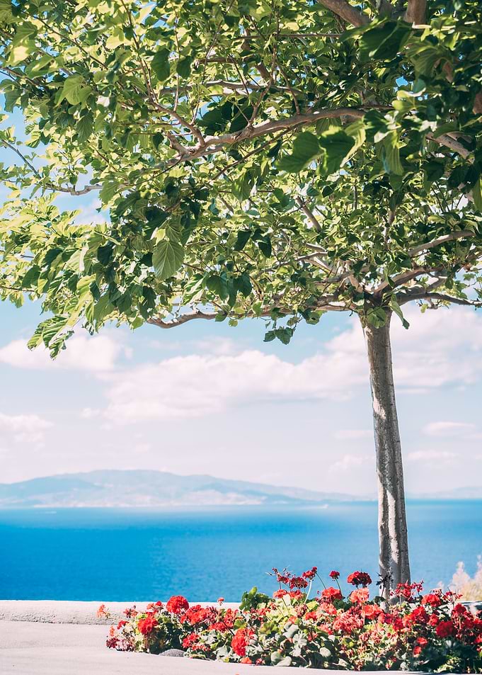 Summer Tree