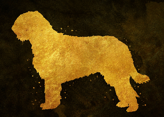 Otterhound dog