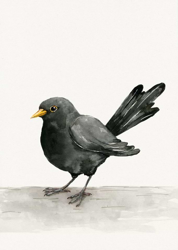 Blackbird ink drawing