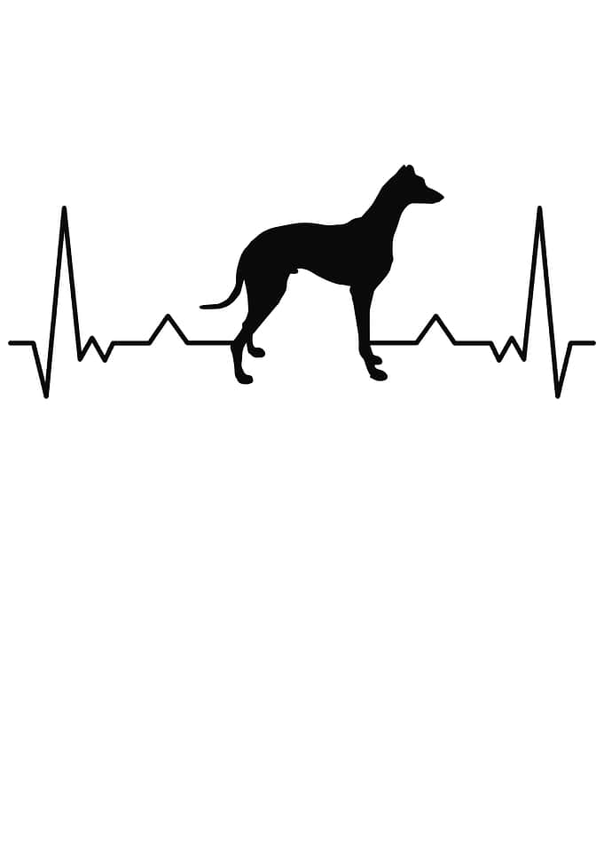 Italian Greyhound