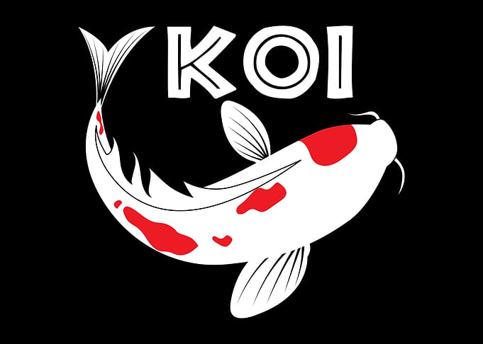 Koi Fish Breeder Carp