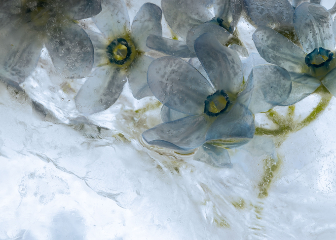 Oxypetalum in ice 1
