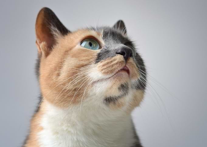 Cat Beauty
