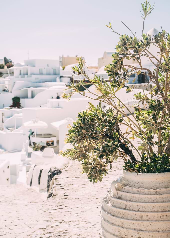 Flower Pot in Santorini