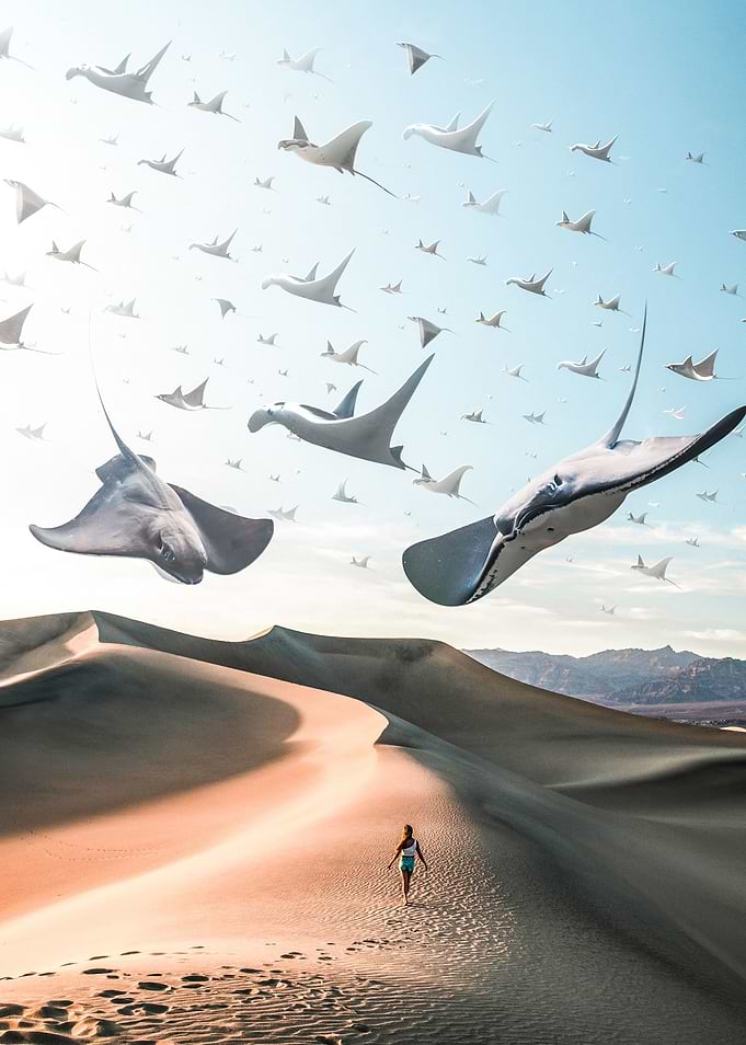 Stingray Season