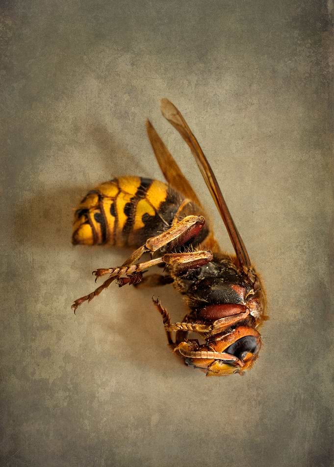 Big yellow hornet