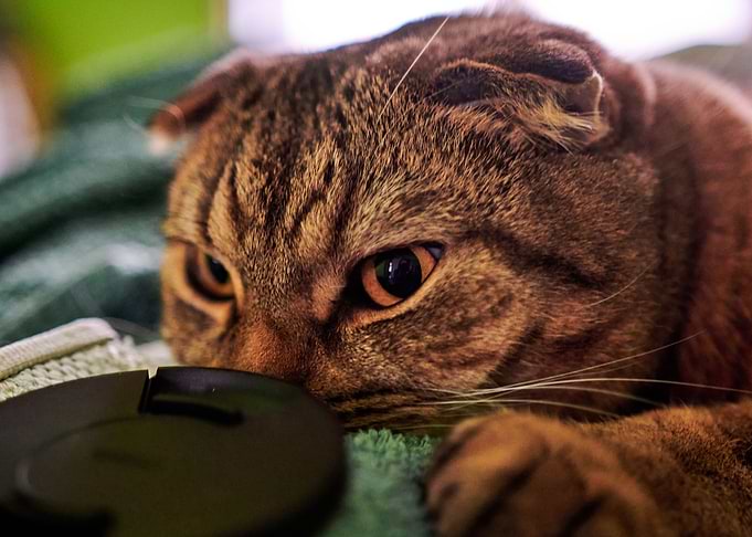Scottish Fold