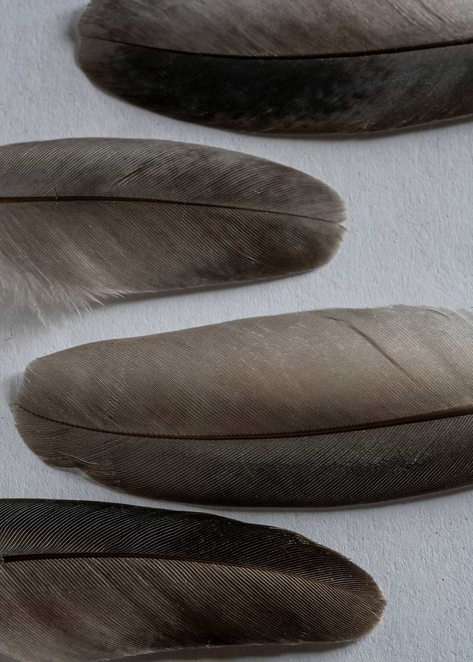 Dove feathers