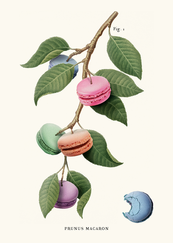 Macaron Plant