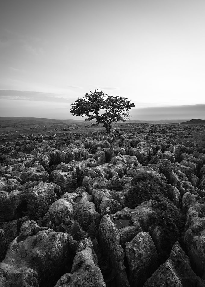 Lone Tree