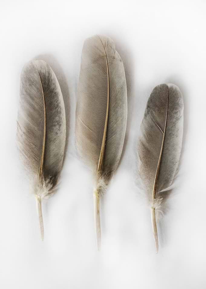 Still life with feathers