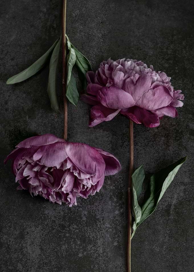 Pink Duet