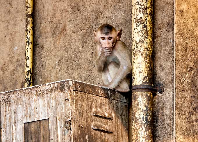 Crabeating macaque