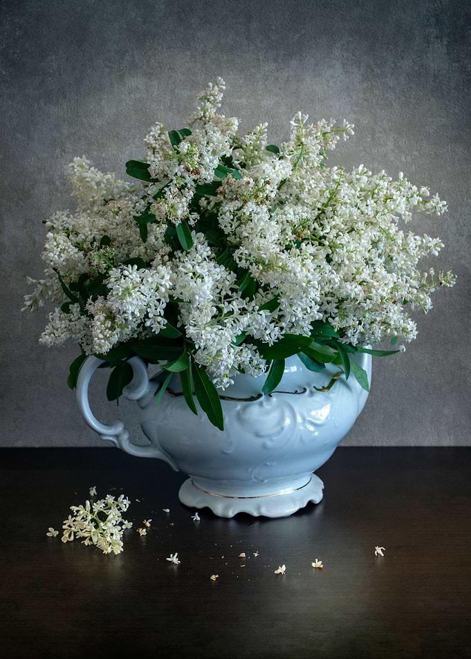 Privets in white teapot