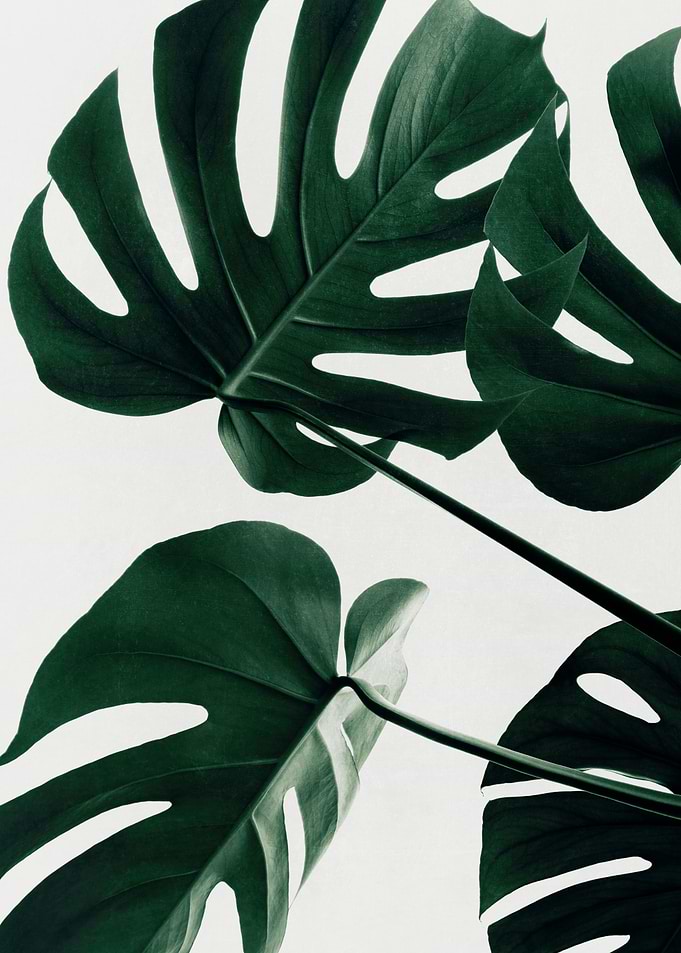 Monstera Natural 43