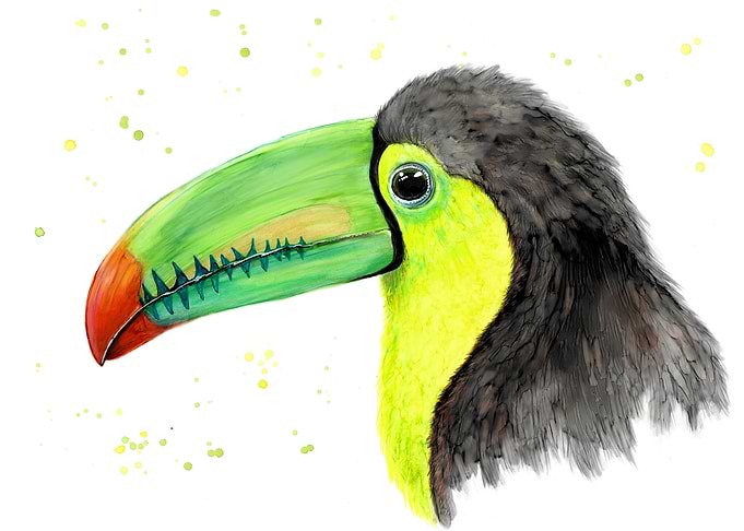 Gorgeous Toucan