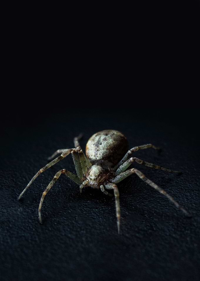 The Hunter
