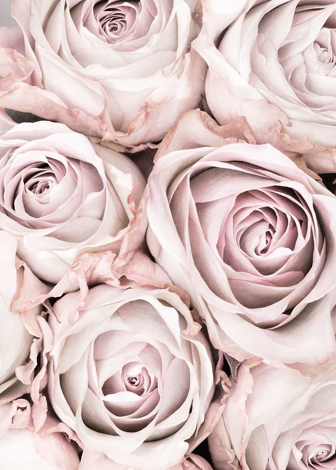 Pink Roses No 01
