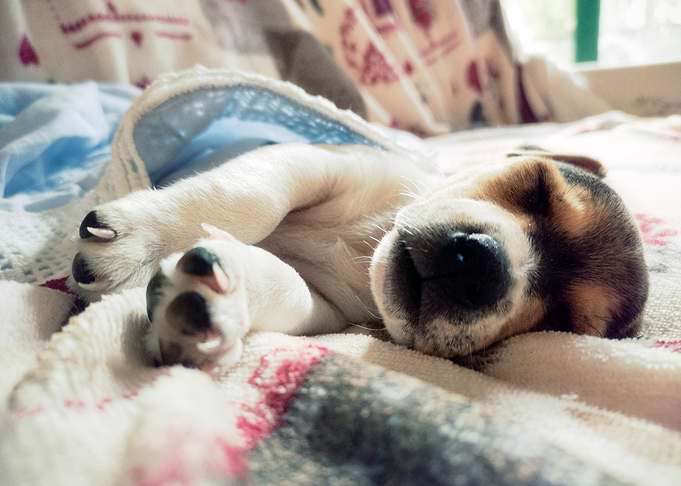Puppy dreaming
